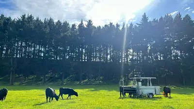 paddock with cows and large measuring unit