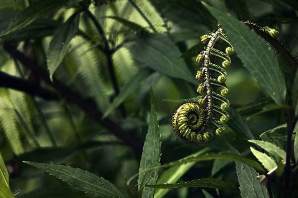 A fern leaf among other trees