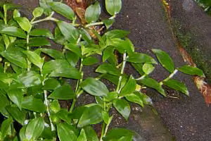 Tradescantia (botanical name: Tradescantia fluminensis)