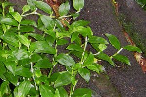 wandering jew poisonous to dogs