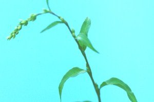 Water pepper (botanical name: Persicaria hydropiper)