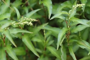 Water pepper in flower.