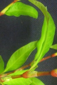 Water pepper leaf.