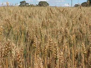 Photo of a wheat crop