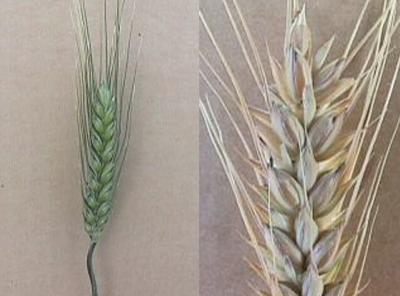 Photos of wheat seedheads