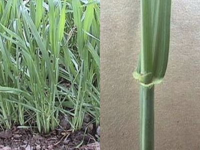 Photo of wheat plants and stalk