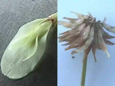 Photo of the White Clover flower petal (left) and flower head (right)