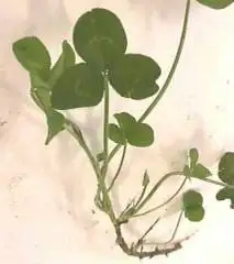 Photo of White Clover stalk and leaves