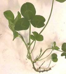 Photo of White Clover stalk and leaves