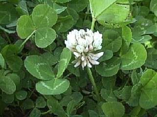 Photo of White Clover plant with flower