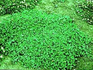 Photo of the White Clover plant