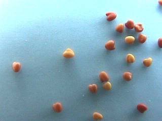 Photo of White Clover seeds