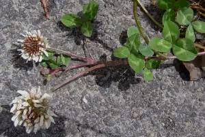 White clover in flower.