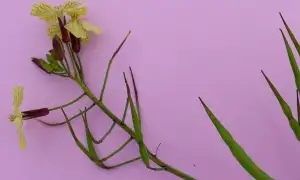 Wild radish (botanical name: Raphanus raphanistrum)