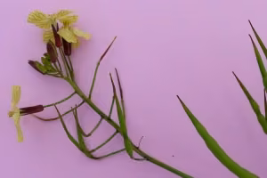 Wild radish (botanical name: Raphanus raphanistrum)