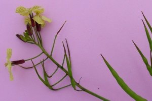 Wild radish (botanical name: Raphanus raphanistrum)