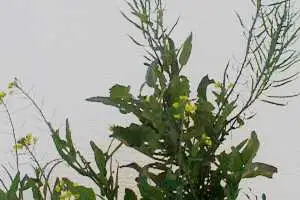Wild turnip (botanical name: Brassica rapa ssp sylvestris)