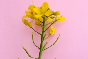 Wild turnip in flower.
