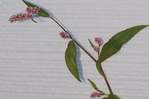 Willow weed (botanical name: Persicaria maculosa)