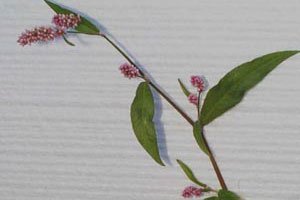 Willow weed (botanical name: Persicaria maculosa)