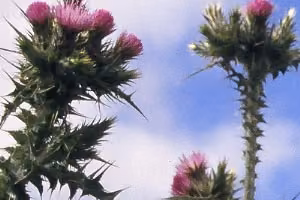 Winged thistle flower and stem.