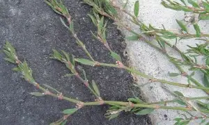 Wireweed (botanical name: Polygonum aviculare)