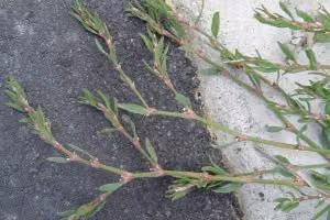 Wireweed (botanical name: Polygonum aviculare)