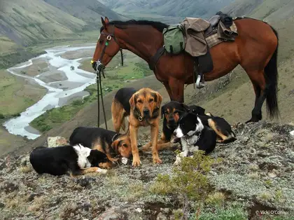 Dogs and a horse on a ridge with a river in the background