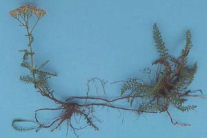 Yarrow (botanical name: Achillea millefolium)